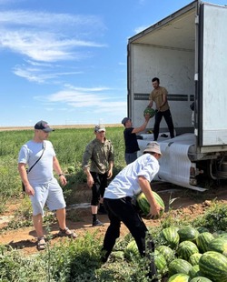В Енотаевском районе начался сбор ранних арбузов