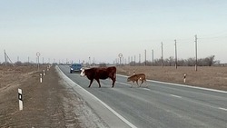  В Енотаевском районе проходят рейды по выявлению безнадзорных животных
