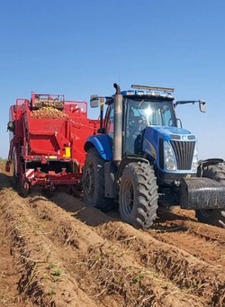 В Енотаевском районе убирают поздний картофель