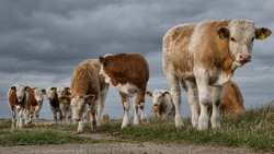 Енотаевская ветеринарная служба призывает жителей к усилению мер биобезопасности